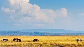 Фотография к новости: "Семь граней Великой степи" определяет состояние духовного мира и уровень социально-политической ориентации - эксперт