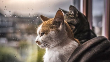 Фотография к новости: Прогноз погоды на август озвучили синоптики