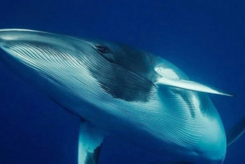 Фотография к новости: В Японии при столкновении катера с китом пострадали 87 человек