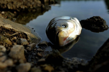 Фотография к новости: Ущерб от гибели рыбы на реке Урал составил 8,5 млн тенге
