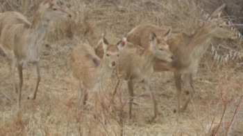 Фотография к новости: Популяцию бухарского оленя начали восстанавливать в Казахстане 