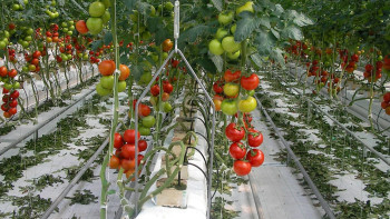 Фотография к новости: Высокотехнологичный тепличный комплекс построят в Туркестанской области 