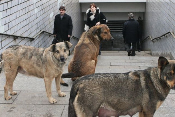 Фотография к новости: Бродячих собак начали чипировать в Астане
