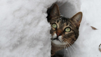 Фотография к новости: Туман с гололедом обещают синоптики в ряде регионов Казахстана 28 января