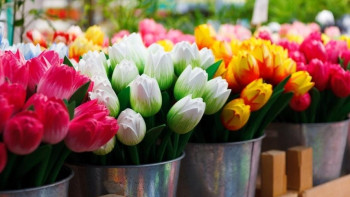 Фотография к новости: Почти 24 млн цветов собрали казахстанские цветоводы за год 