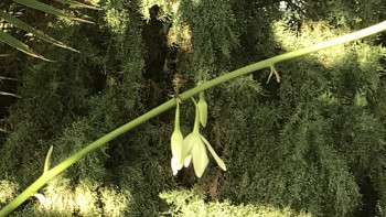 Фотография к новости: Впервые агава зацвела в Петропавловске