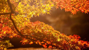 Фотография к новости: Погоду без осадков прогнозируют синоптики 23 октября 