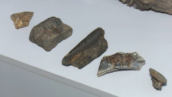 Фотография к новости: Останки древнего крокодила обнаружили палеонтологи в Костанайской области