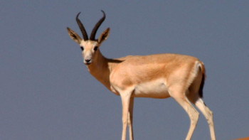 Фотография к новости: Пенсионера задержали за незаконную охоту на джейрана в Алматинской области