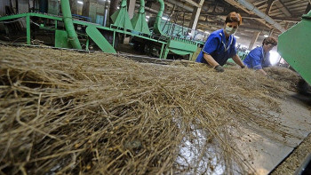 Фотография к новости: Казахстан вышел на первое место по производству льна на мировом рынке 