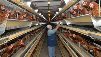Фотография к новости: Собственное производство мяса птицы появится в Акмолинской области