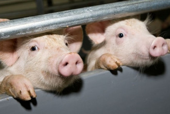 Фотография к новости: Свинокомплекс по европейскому стандарту хотят построить французы в СКО