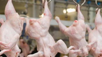 Фотография к новости: Введены временные ограничения на ввоз в РК  мяса птицы  из Ставропольского края