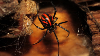 Фотография к новости: Два десятка шымкентцев стали жертвами каракуртов 