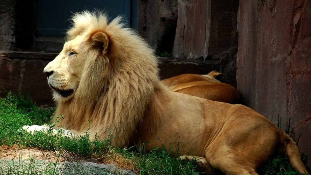  открытые источники