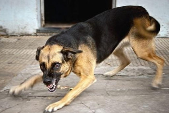 Фотография к новости: Собака насмерть загрызла пенсионерку в Уральске