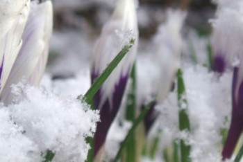 Фотография к новости: Синоптики рассказали о погоде в Казахстане 15 марта