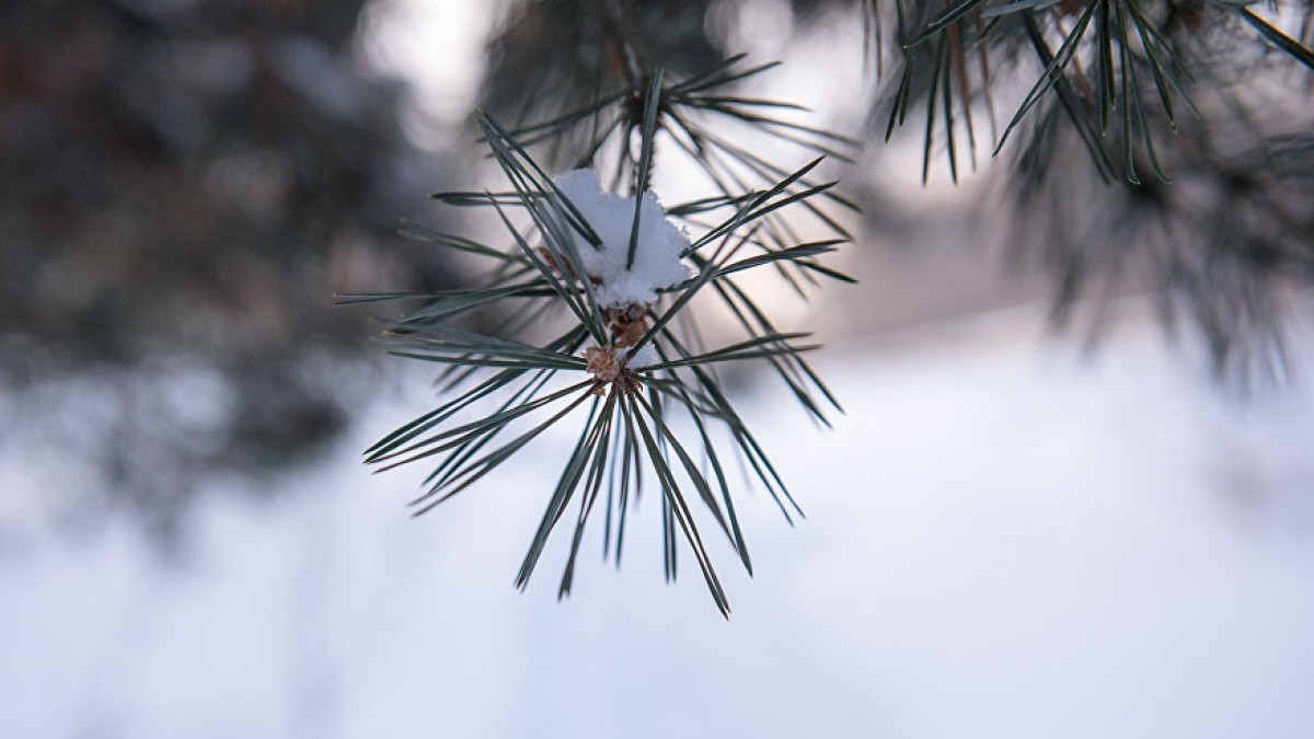  ru.armeniasputnik.am