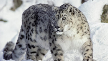 Фотография к новости: Всего 7 снежных барсов осталось в  горах Туркестанской области