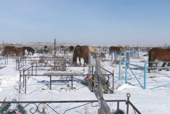 Фотография к новости: Хозяин гуляющих по костанайскому кладбищу лошадей заплатит штраф 