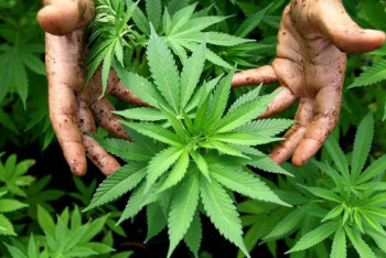 Фотография к новости: Марихуану на 75 кг обнаружили в огороде у пенсионера в Алматинской области