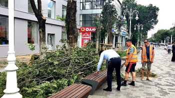 Фотография к новости: Незаконно вырубивших деревья на алматинском Арбате оштрафуют 