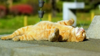 Фотография к новости: Жара до 43 градусов ожидается на юге Казахстана