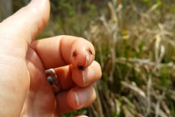 Фотография к новости: Девушка заразилась опасной лихорадкой после укуса клеща в Жамбылской области