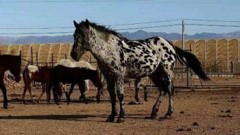 Фотография к новости: Учёные Павлодара разработают проект по разведению чубарых пород лошадей