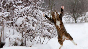 Фотография к новости: Морозная погода ожидается 7 декабря на всей территории Казахстана