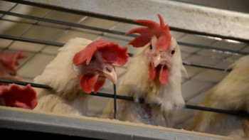 Фотография к новости: Около двух млрд тенге планируют вложить в модернизацию костанайской птицефабрики