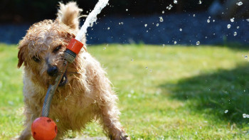 Фотография к новости: Жара сохранится на большей части Казахстана в ближайшие дни