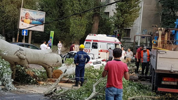 Фотография к новости: Дерево упало на авто в Алматы: женщина получила сотрясение мозга и перелом