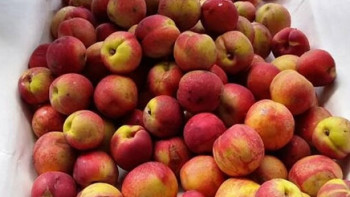 Фотография к новости: Больше 20 тонн казахстанских нектаринов уничтожили в России