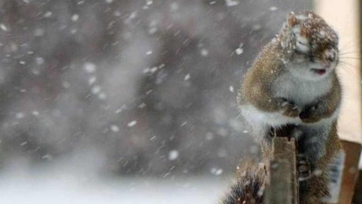  Вектор Ньюз