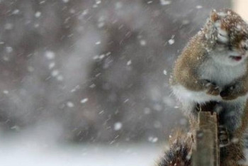 Фотография к новости: Штормовое предупреждение объявлено на юге Казахстана 28 января