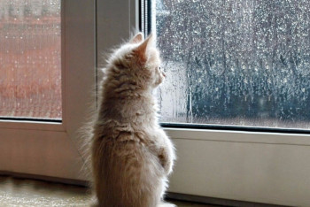 Фотография к новости: Дожди и похолодание прогнозируют синоптики в первые дни лета в Казахстане  