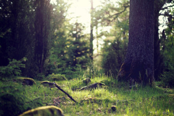 Фотография к новости: Жительница Петропавловска нашла в лесу оружие