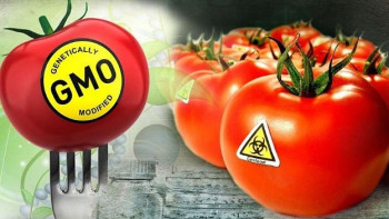 Фотография к новости: Продукты с ГМО станут заметнее на прилавках