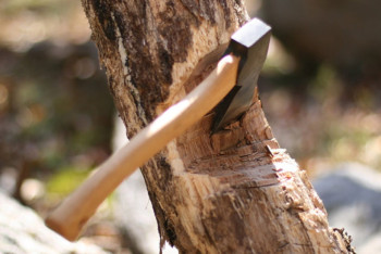 Фотография к новости: Срубившего деревья вдоль проспекта накажут в Алматы