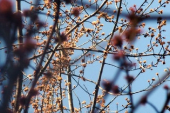 Фотография к новости: Погода без осадков ожидается на большей части Казахстана в среду