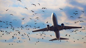 Фотография к новости: Ущерб от порчи самолётов при столкновении с птицами подсчитала Air Astana