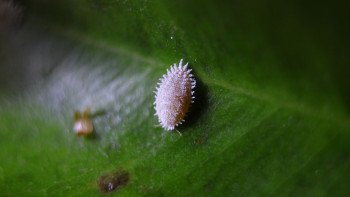 Фотография к новости: Казахстан запретил ввоз некоторых овощей и фруктов из Кыргызстана и Узбекистана