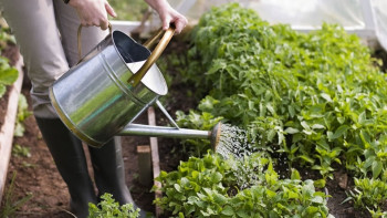 Фотография к новости: Самозанятым помогают развивать огородничество и животноводство в СКО