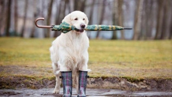 Фотография к новости: Погода без осадков ожидает жителей запада страны 28 августа 