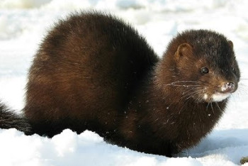 Фотография к новости: Зверёк из ВКО на зимней рыбалке умилил пользователей сети  