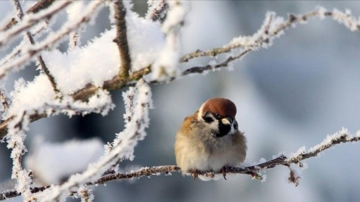  Из открытых источников