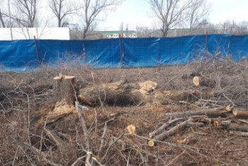 Фотография к новости: Алматинец по фальшивым документам срубил 35 деревьев