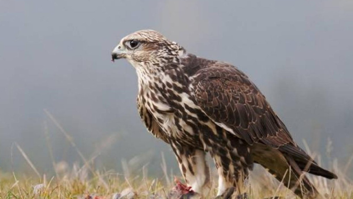  Из открытых источников 