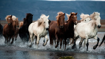 Фотография к новости: Табун лошадей пытался сбежать из Омска в Казахстан